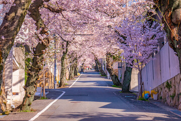 桜並木が続く郊外の住宅地