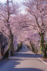 桜並木が続く郊外の住宅地