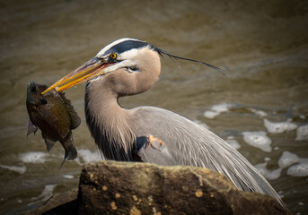 great blue heron