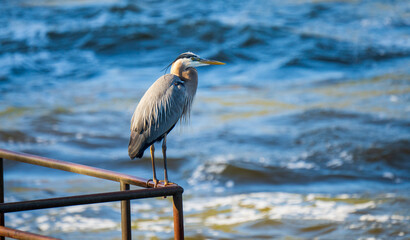 great blue heron