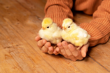 Cute little tiny newborn yellow baby chicks in hands of child. Communication of kids with animals,...