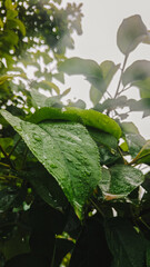 leaf