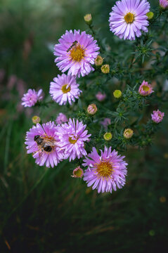 Popular Decorative Garden Flowers And Common Wild Plant  - Aster In Bloom. Beautiful Lilac Purple Flowers In Autumn Months - September And October. Vertical Image.