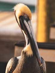 Pelicans at Local Fish market
