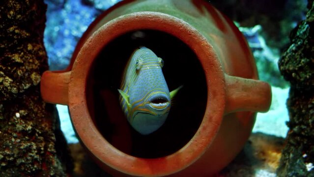 Beautiful tropical fish looking from amphora lying on sea bottom. Abstract natural background or backdrop, aquarium life, diving underwater.