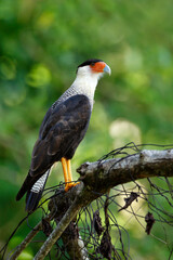 Crested Caracara