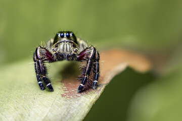 A jumper spider photographed on dry leaves and the floor in a city park