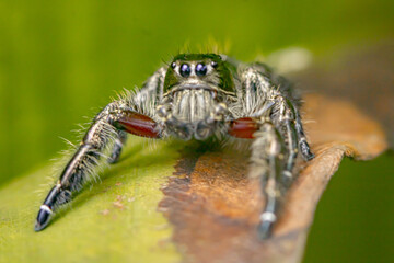 A jumper spider photographed on dry leaves and the floor in a city park