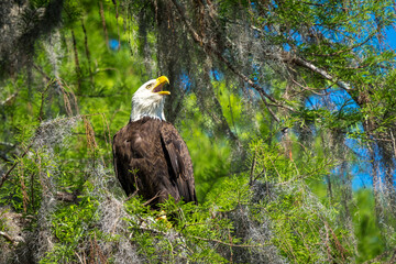 American Bald Eagle Calling to Mate