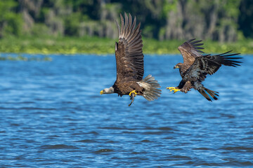Juvenile American Bald Eagle chasing adult with fish