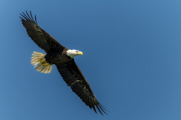 Naklejka premium American Bald Eagle Perched in flight