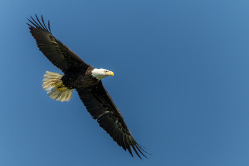 American Bald Eagle Perched in flight