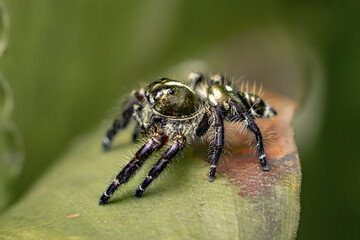 A jumper spider photographed on dry leaves and the floor in a city park