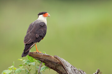 Crested Caracara
