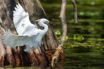 Snowy Egret (Egretta thula) Landing