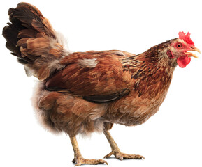 Big organic roaming natural red and village chicken