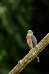 Double-toothed Kite