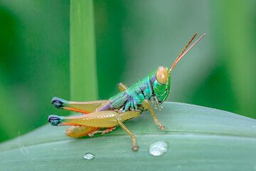 Caryanda spuria, short-horned grasshopper perched on green grass