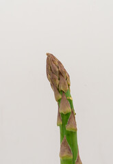 Close-up of fresh single asparagus spear on isolated white background. 