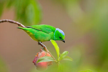 Golden-browed Chlorophonia