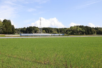 春の田園風景