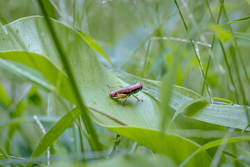 Caryanda spuria, short-horned grasshopper perched on green grass