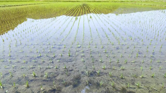 田植え後の水田