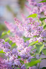 Lilac flowers blooming in spring fabulous green garden on mysterious fairy tale springtime floral sunny bright background with sun light, beautiful nature park landscape.