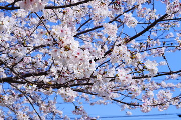 cherry tree blossom