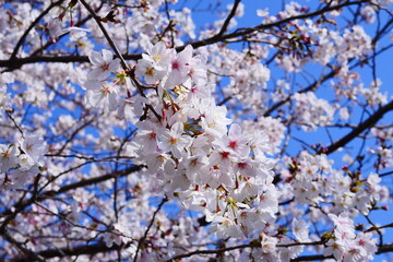 cherry tree blossom