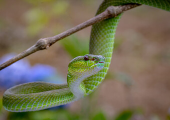 Trimeresurus popeiorum is a small, venomous snake that crawls up a branch