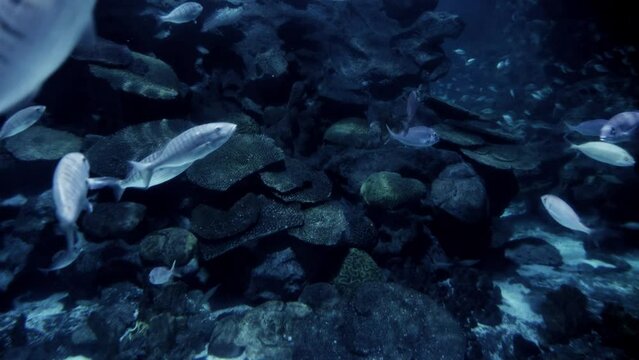 Big school of fishes swimming in cold ocean water between cliffs and rocks on sea bed. Abstract underwater background or backdrop.