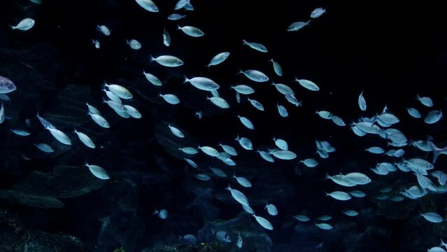 School of fishes swimming on dark sea bottom in a cave. Abstract underwater background or backdrop.