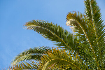 Fototapeta premium leaves of a palm tree with the blue sky in the background