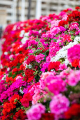 Obraz premium Blooming geraniums in varios, vivid colors