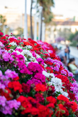 Blooming geraniums in varios, vivid colors