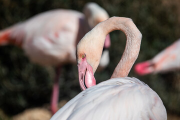 Fototapeta premium A flamboyance, group of flamingoes (Flamingos) wading shore birds