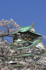 Fototapeta premium 満開の桜と城