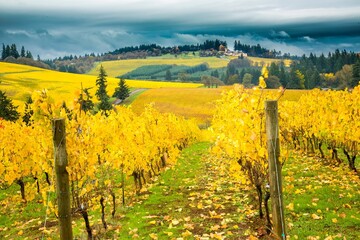A vineyard near Salem, Oregon in the fall season.  Leaves have turned a yellow hue.