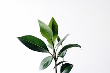 Vibrant Green Plant on a Pristine White Background, Simple Nature Photography - Generative Ai