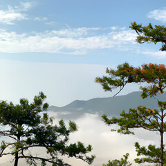 Obraz premium trees on a mountain