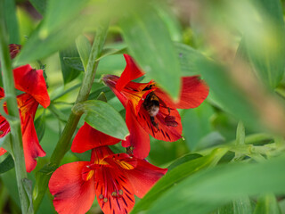 Macro photography of bee in beautiful ref and yellow flower, during summer in portugal