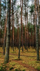 Obraz premium Landscape, city skyline, skyline, sunset, sky, nature, view, forest, winter, sunset, sunrise, city, romantic scenarios