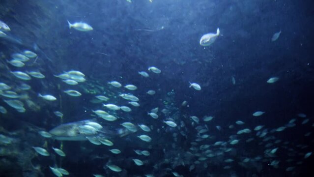 View from the sea bottom on school of fish swimming beneath sea surface. Abstract underwater background or backdrop.