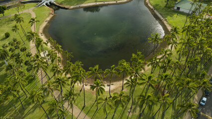 Coconut groove in the park area next to the pond in Hawaii. Aerial drone top-down view.