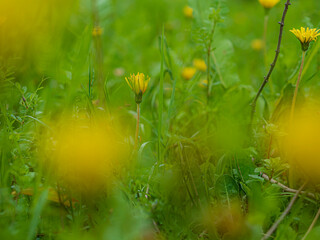 春の野に咲くたんぽぽの花