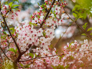 Fototapeta premium 散り始めた桜は色が濃い