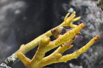 Yellow black tropical fish swimming through a yellow coral reef, close up