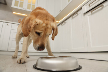 Cute Labrador Retriever near feeding bowl in stylish kitchen
