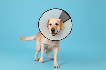 Cute Labrador Retriever with protective cone collar on light blue background